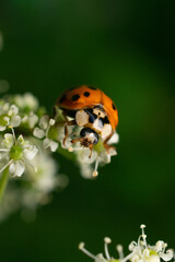 Ladybug Resting on White Flowers