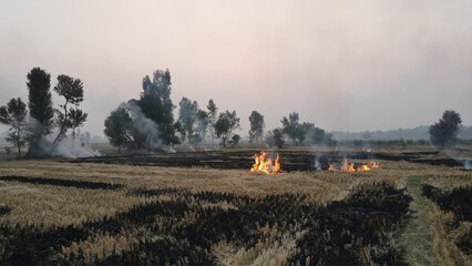 Fototapeta na wymiar A wide-angle image of stubble burning, multiple flames, and rising smoke in the rice fields after harvest. This has become a major cause of smog and air pollution in metropolitan areas.