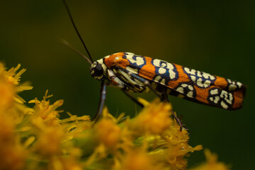 Ailanthus Webworm Moth on Yellow Flowers