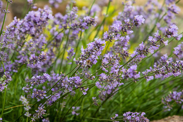 Naklejka premium lavender flowers in the garden