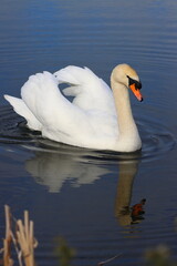 A Lone Mute Swan Swimming in a Lake in a Nature Reserve. County Durham, England, UK.