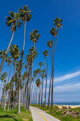 Tropical tall palm trees on the beach of Santa Barbara, California, USA.