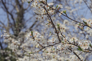 lyon flowers hanami cherry blossom sakura nature tree
arbre cerisier fleurs 