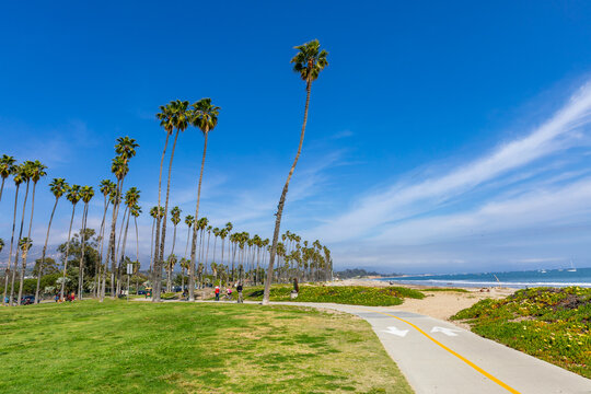 Tropical tall palm trees on the beach of Santa Barbara, California, USA.