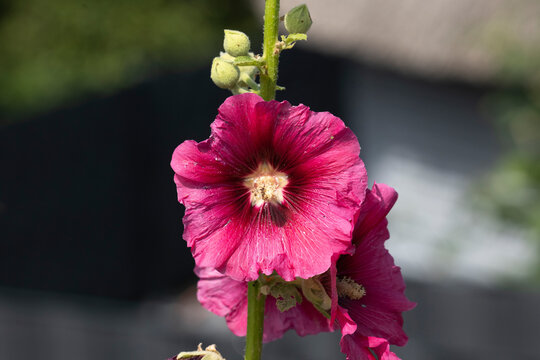magnificent red hollyhocks bloom, close-up