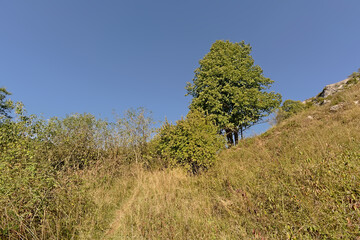 Obraz premium rocky landscape with tree in Ardennes near Dinant, belgium