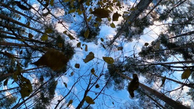 Yellow and dead leaves fall from understory bush, slow motion shot, camera look up. Small sheets whirl and fly down, tall pine trees and blue sky seen on background