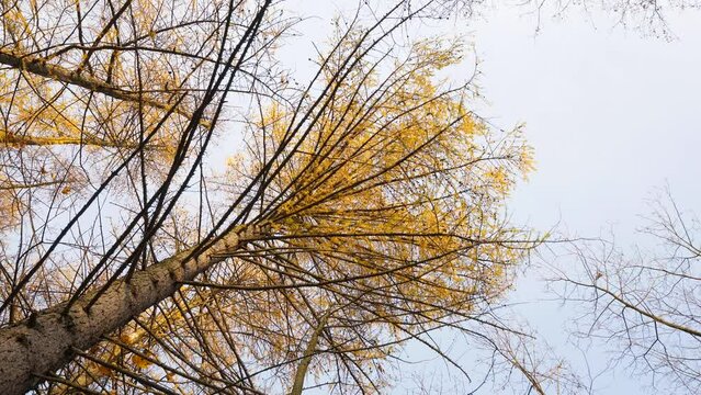 Yellow needles at crown of old larch tree, camera look straight up from ground level. Autumn season, some deciduous conifers turn from green to yellow color before foliage fall down