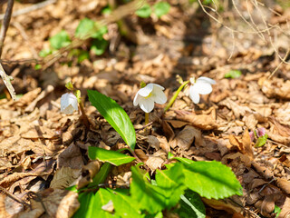 Naklejka na ściany i meble Galanthus or snowdrop in a Forest