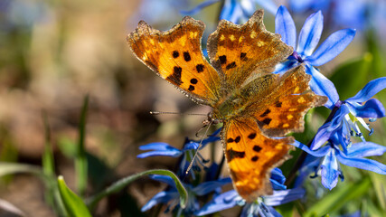 ein Schmetterling auf einer blauen Blume