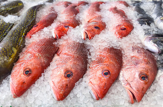 Red snapper fish at the fishmonger on ice