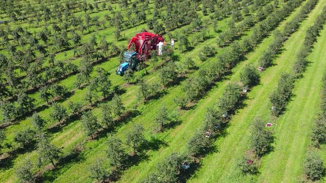Aerial view agricultural machine picking cherries in the orchard. Drone shot of cherry harvest with automated cherry picker machine, rural scene