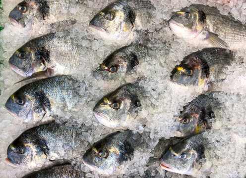 Dorada sea fish on ice in the market