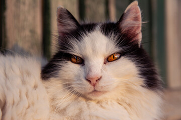 Beautiful fluffy black and white cat close up