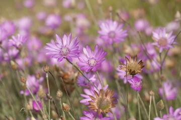 Xeranthemum annuum is a flowering plant species also known as annual everlasting or immortelle.