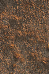 Black garden ant. Life of insects. Ants in an anthill.