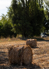 Harvesting. Round bales made from corn stalks. Agriculture in the steppe.