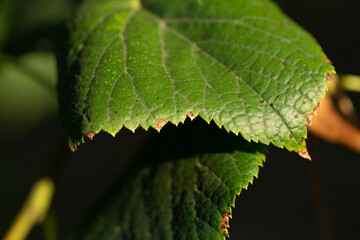 A sprig of linden tree. A type of medicinal plant.