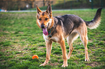 german shepherd dog