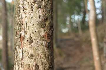 bark on a tree in the forest - Fornebu
