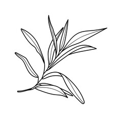 Branch line drawn on white background, doodle, vector illustration