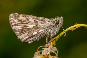 Macro shots, Beautiful nature scene. Closeup beautiful Grizzled Skippers  sitting on the flower in a summer garden.