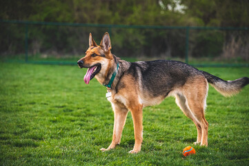 german shepherd puppy