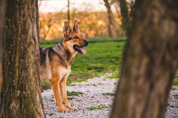 german shepherd dog