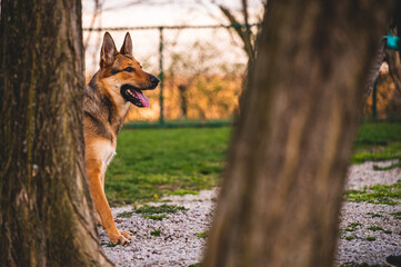 German Shepard between two trees during sunset