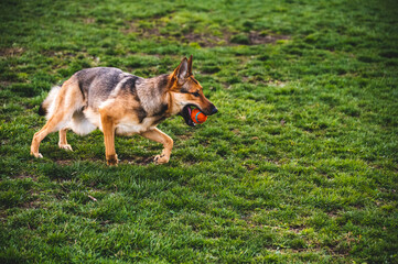 German Shepard catching ball