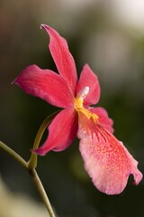 red orchid