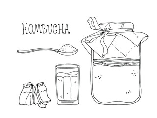 Hand drawn illustration of Kombucha. Ingredients for homemade fermented tea. Healthy beverage. 