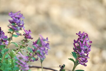Frühling in der Natur mit jung wachsenden, frisch austreibenden Pflanzen und Blumen, Erneuerung