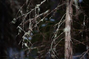 Old branches of fir trees