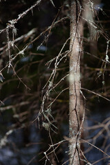 Old branches of fir trees