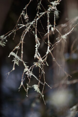 Old branches of fir trees