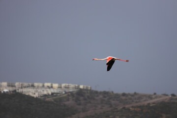 Flamingos Fed In The Wetland in bodrum turkey. 