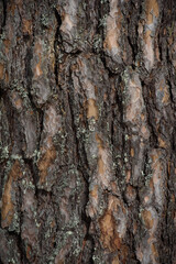 Pine bark close-up