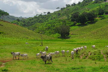 Obraz premium Livestock. Nelore cattle in Piloes, Paraíba, Brazil