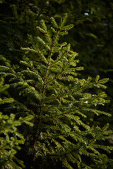 Soft fir branches in the spots of the sunlight