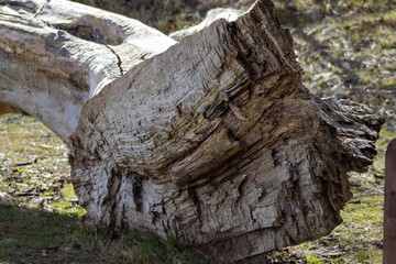 tree stump