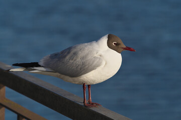 Obraz premium Close-up, Seagull sits on a fence.