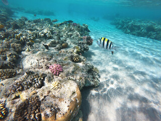 underwater view with tropical fish and coral reefs of egypt. Dead corals in blue water. High quality photo