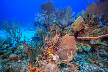 Caribbean coral garden Roatan