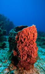 Caribbean coral garden Roatan