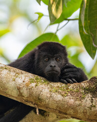 Howler monkey resting