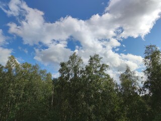 Obraz premium White fluffy cumulus clouds in the sky. Against the background of a light blue sky, snow-white clouds of various shapes and sizes float. The tops of tall trees are visible below.