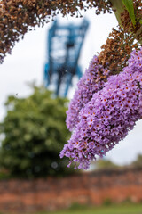 lilac flowers with the Teesside transporter bridge in the back ground