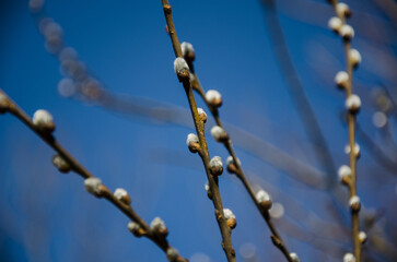willow against the blue sky. the concept of the awakening of nature. willow buds