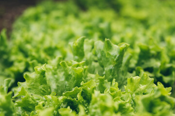 lettuce planted in organic garden